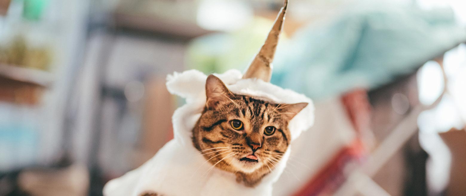 The mythical striped cat in unicorn costume