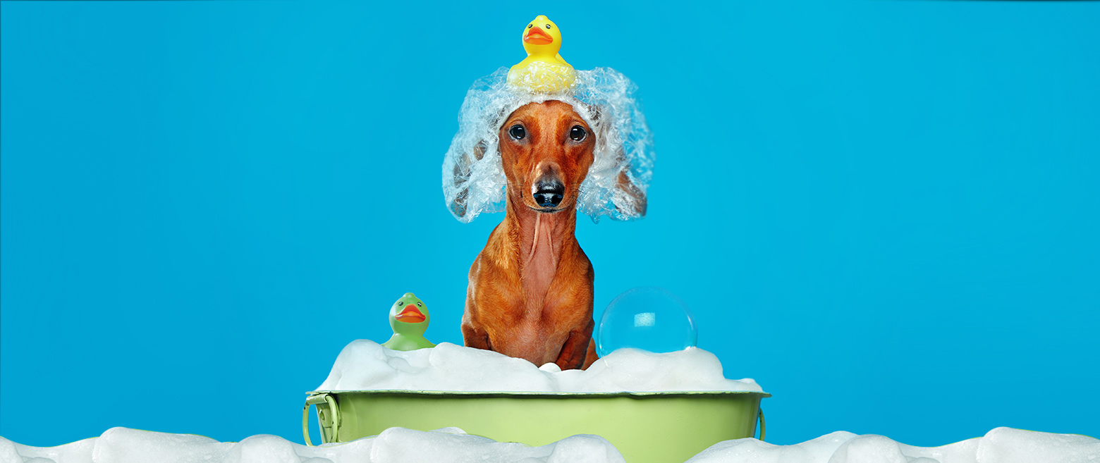 image of a dog in a tub