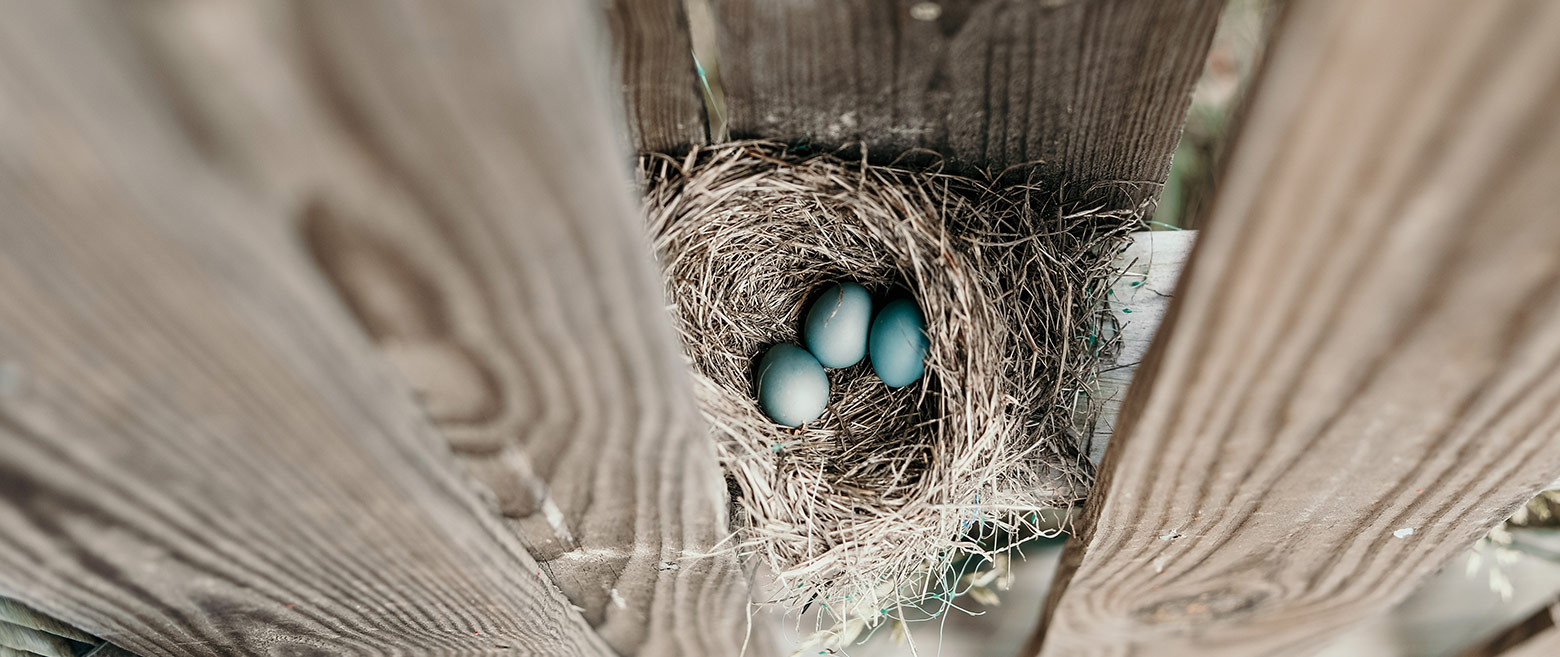 Image of bird eggs in anest