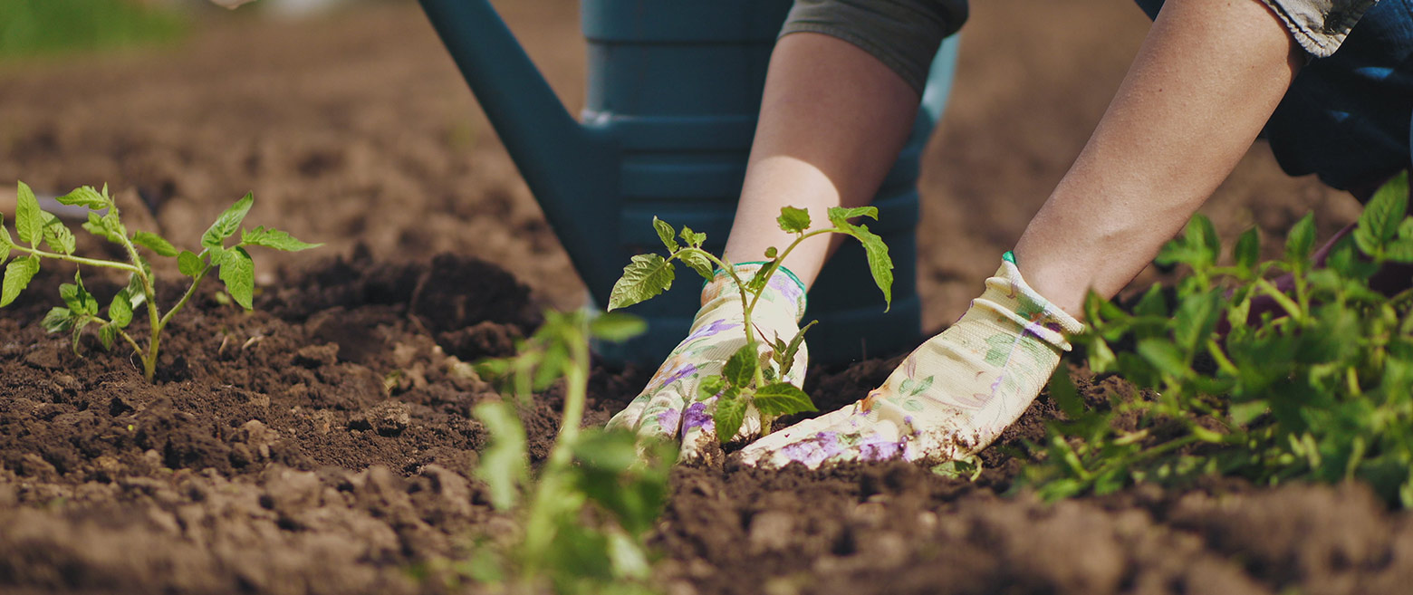 Person planting vegetables in a garden.