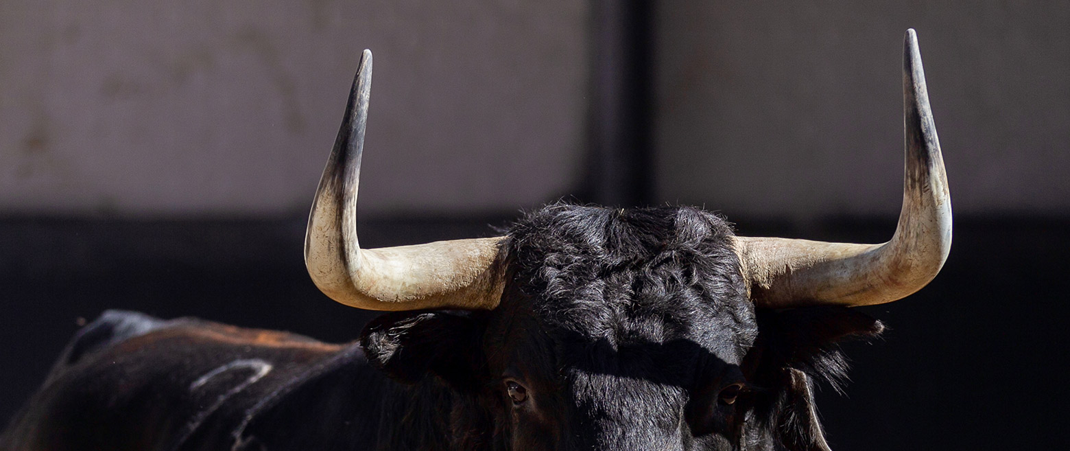 Close-up of a bull's head and horns