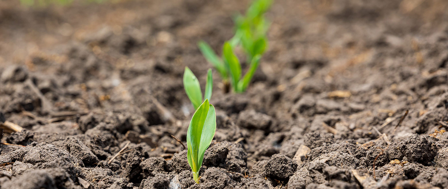 Plant growing out of the soil