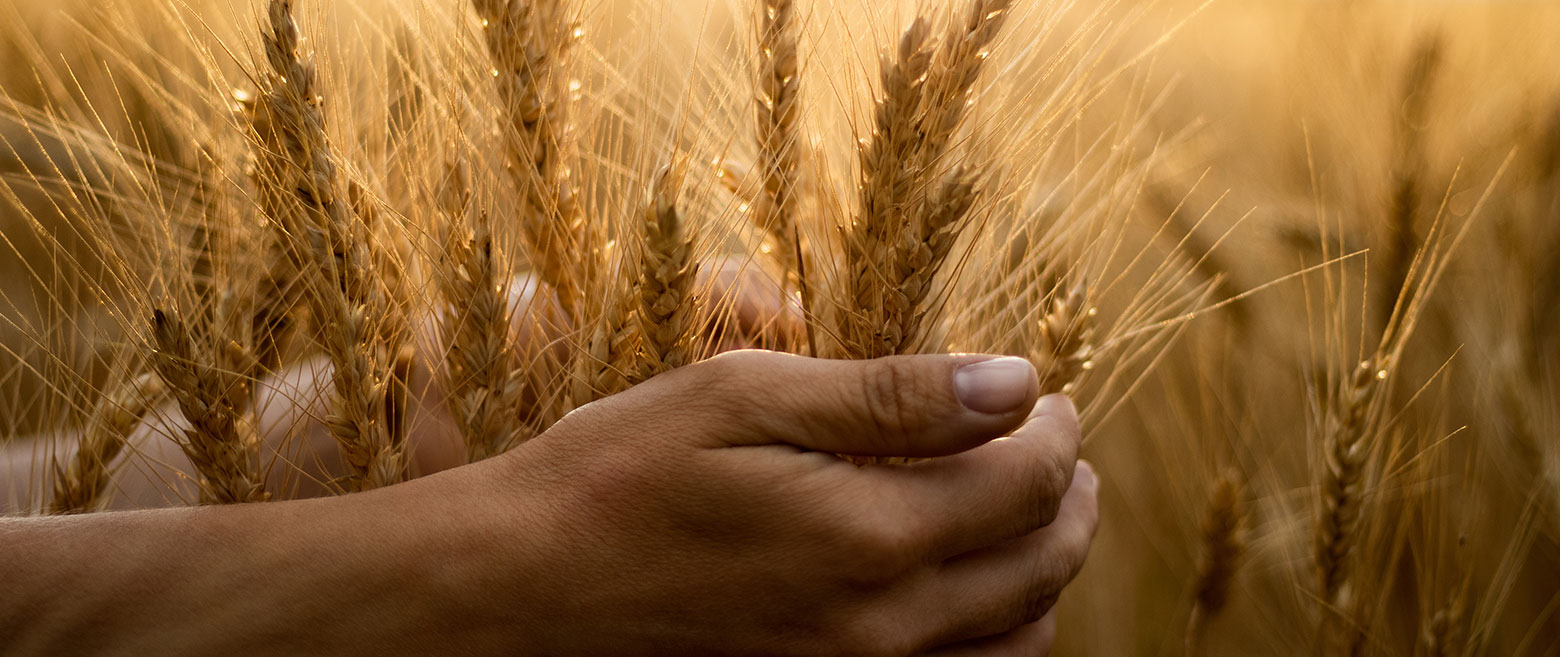 image of a harvesting grain