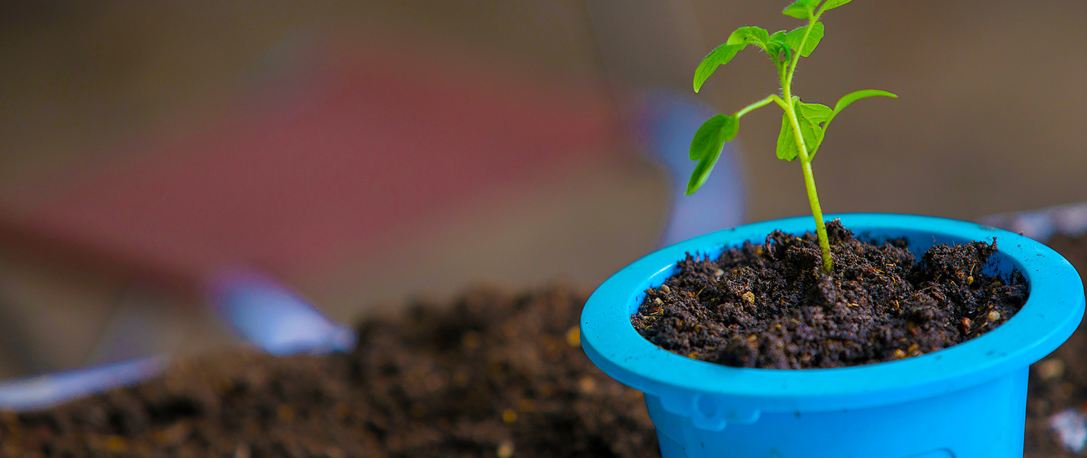 Growing plant in pot