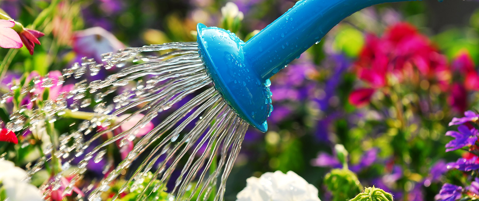 Water showering over flowers