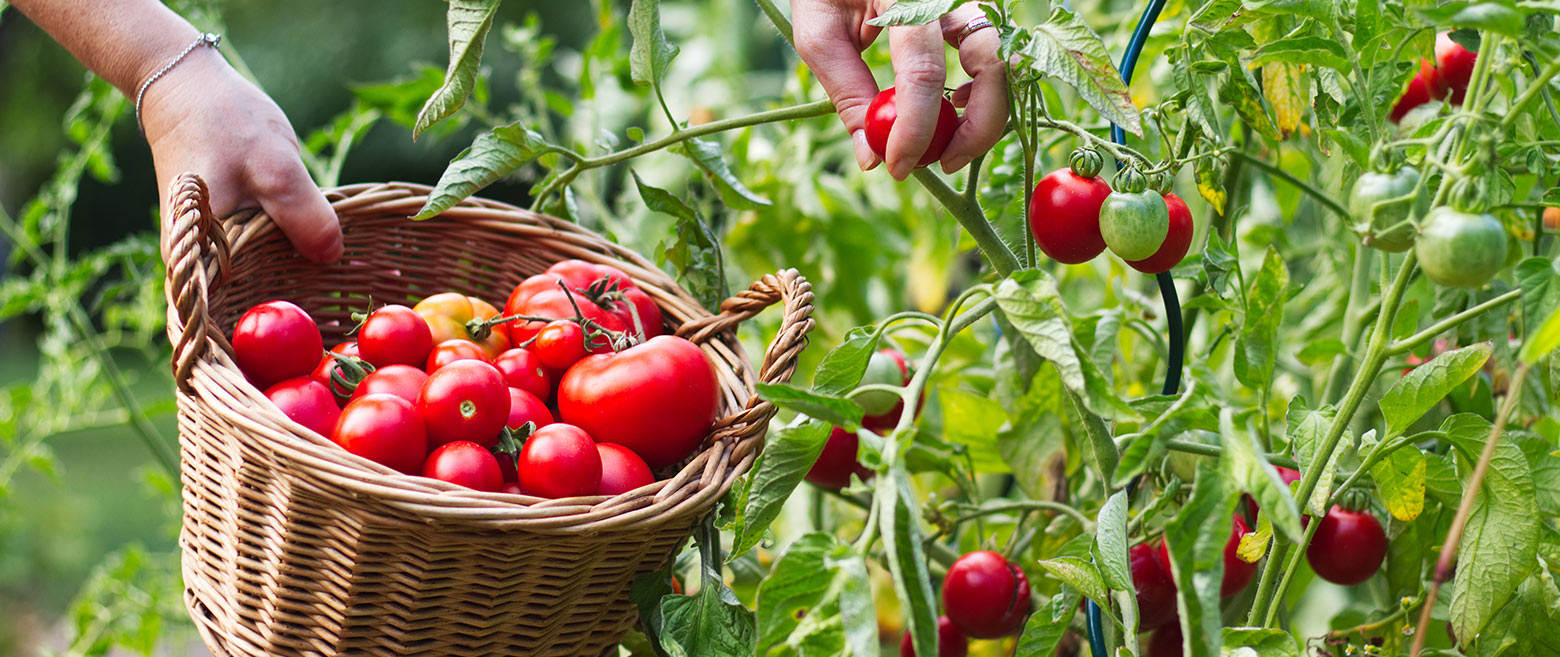 Basket with tomatoes