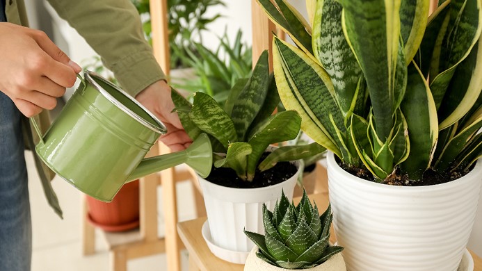 Plants being watered