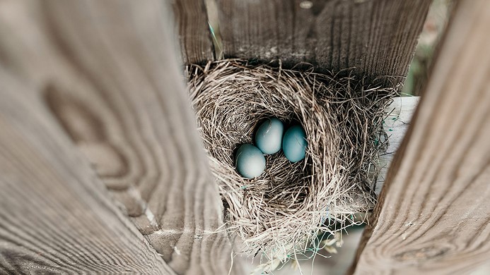 Eggs laying in a nest